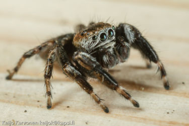 Hyppyhämähäkki (Salticidae sp.)