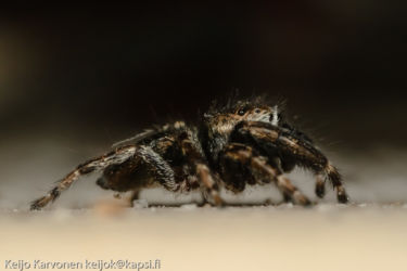 Hyppyhämähäkki (Salticidae sp.)