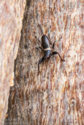 Iso sirkka (weta?)