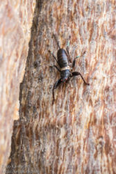 Iso sirkka (weta?)