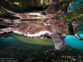 Galapagosinpingviini (Spheniscus mendiculus)
