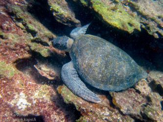 Galápagos green turtle (Chelonia agassizii)