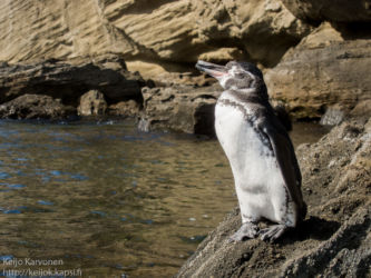 Galapagosinpingviini (Spheniscus mendiculus)