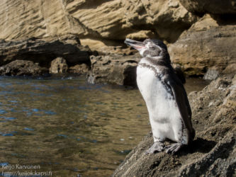 Galapagosinpingviini (Spheniscus mendiculus)