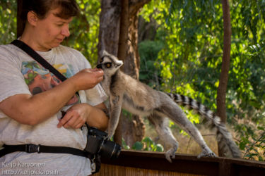 Rengashäntämaki (Lemur catta), Berenty