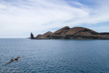 Keisarifregattilintu (Fregata magnificens), Isla Bartolome