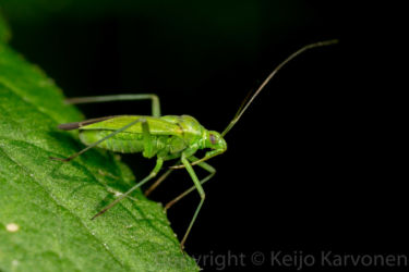 Tarhaherttalude (Lygocoris pabulinus)