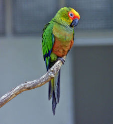 Aratinga auricapilla, Vogelpark Walsrode. Walsrode 7/2002