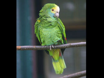 Amazona barbadensis, Vogelpark Walsrode. Walsrode 7/2002