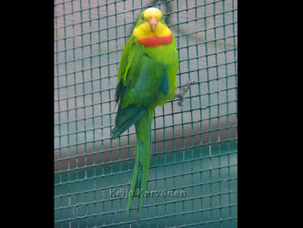 Polytelis swainsonii, Vogelpark Walsrode. Walsrode 7/2002