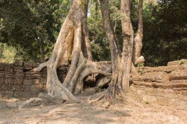 Ta Prohm -temppeli (viidakkotemppeli), Siem Reap/Kamputsea
