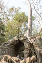 Ta Prohm -temppeli (viidakkotemppeli), Siem Reap/Kamputsea