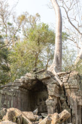 Ta Prohm -temppeli (viidakkotemppeli), Siem Reap/Kamputsea