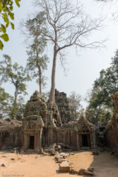 Ta Prohm -temppeli (viidakkotemppeli), Siem Reap/Kamputsea
