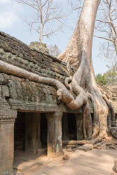 Ta Prohm -temppeli (viidakkotemppeli), Siem Reap/Kamputsea