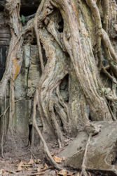 Ta Prohm -temppeli (viidakkotemppeli), Siem Reap/Kamputsea