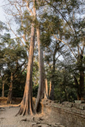 Ta Prohm -temppeli (viidakkotemppeli), Siem Reap/Kamputsea