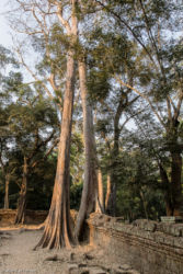 Ta Prohm -temppeli (viidakkotemppeli), Siem Reap/Kamputsea
