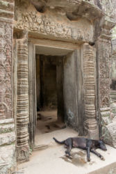 Ta Prohm -temppeli (viidakkotemppeli), Siem Reap/Kamputsea