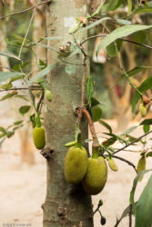 Bambulauttahotelli, Thaimaa