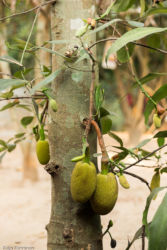 Bambulauttahotelli, Thaimaa