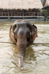 Bambulauttahotelli, Thaimaa