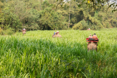 Norsuratsastuksella, Thaimaa