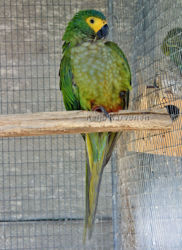 Savanniara_Ara_manilata