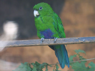 Triclaria malachitacea, Vogelpark Walsrode. Walsrode 7/2002