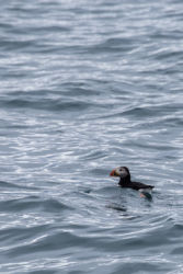 Husavik