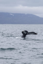 Husavik