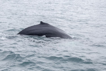 Husavik