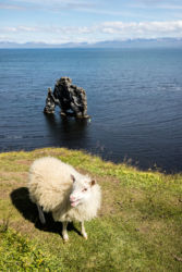 Hvitserkur
