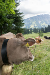Oberjoch