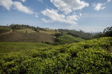 Teepeltoja