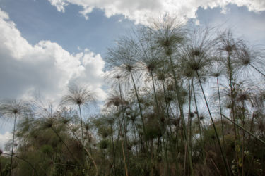 Papyrus -kaislikkoa