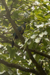 Turako