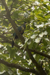 Turako