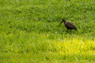 Ibis -laji