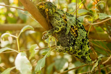 Kameleontti matelijapuistossa
