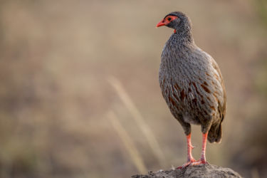 Punakurkkufrankoliini (Pternistis afer)