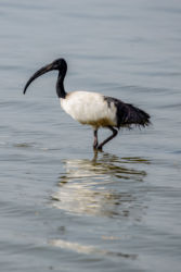 Ibis -laji