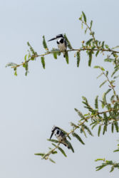Kirjokalastaja (Ceryle rudis)