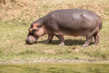 Virtahepo