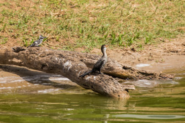 Kirjokalastaja ja Kaislamerimetso (Microcarbo africanus)
