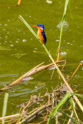 Kuningaskalastaja