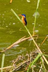 Kuningaskalastaja