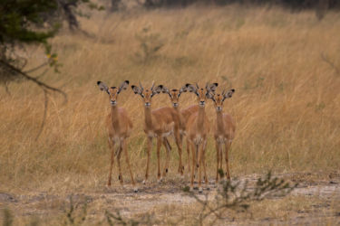 Impala-antilooppeja