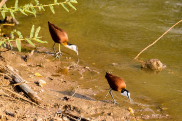 Jacana