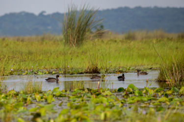 Keltanokkasorsa (yellow bill duck)